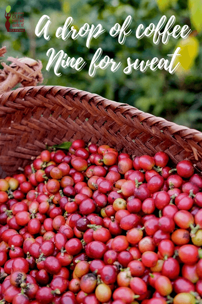 IWCA Vietnam and career stories worth pondering