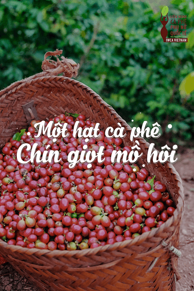 IWCA Vietnam và những câu chuyện nghề đáng suy ngẫm