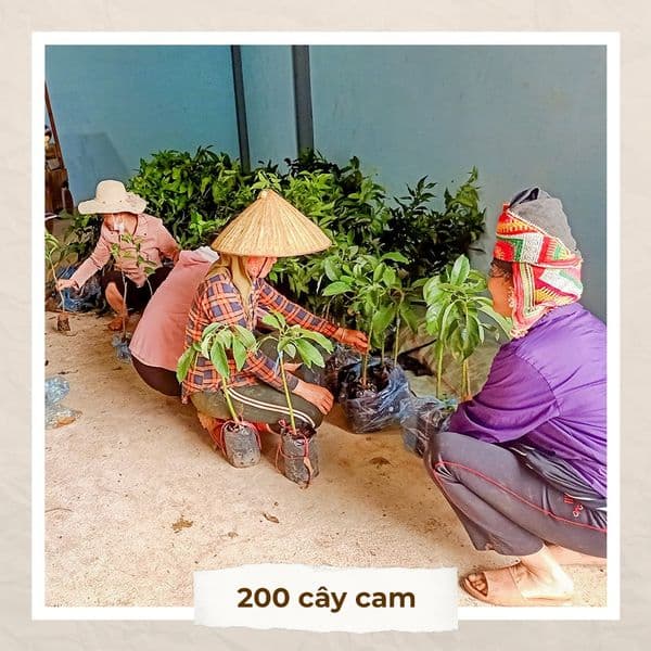 IWCA VIETNAM TẶNG CÂY ĂN QUẢ CHO BÀ CON NÔNG DÂN TRONG MẠNG LƯỚI